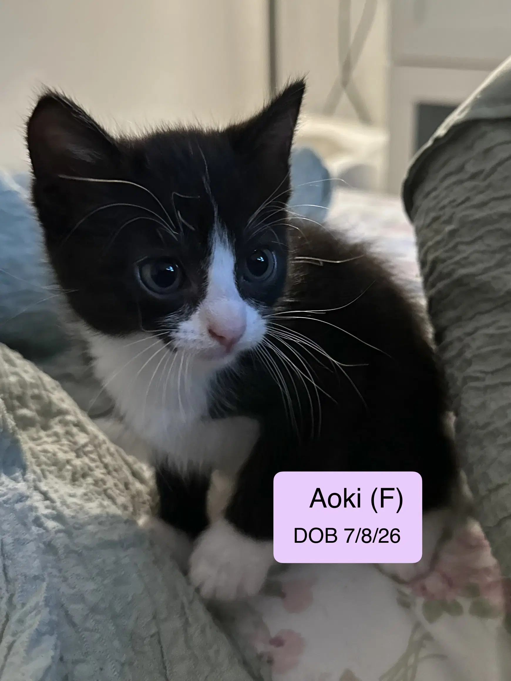 Aoki - Tuxedo