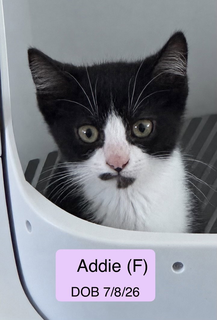 Addie