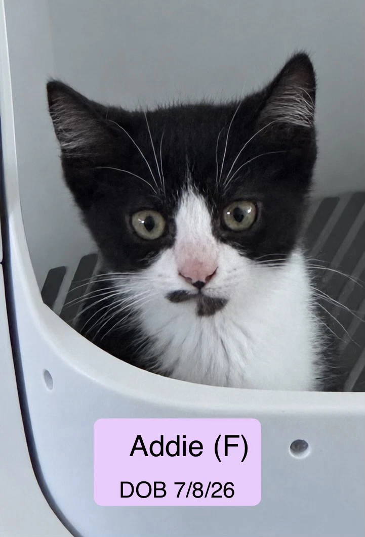 Addie