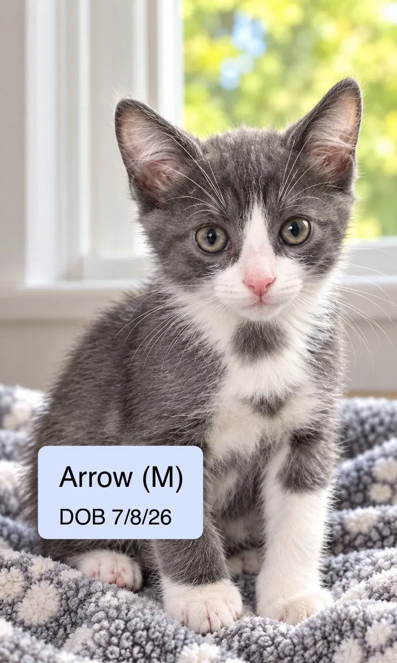 Arrow - Domestic Short Hair