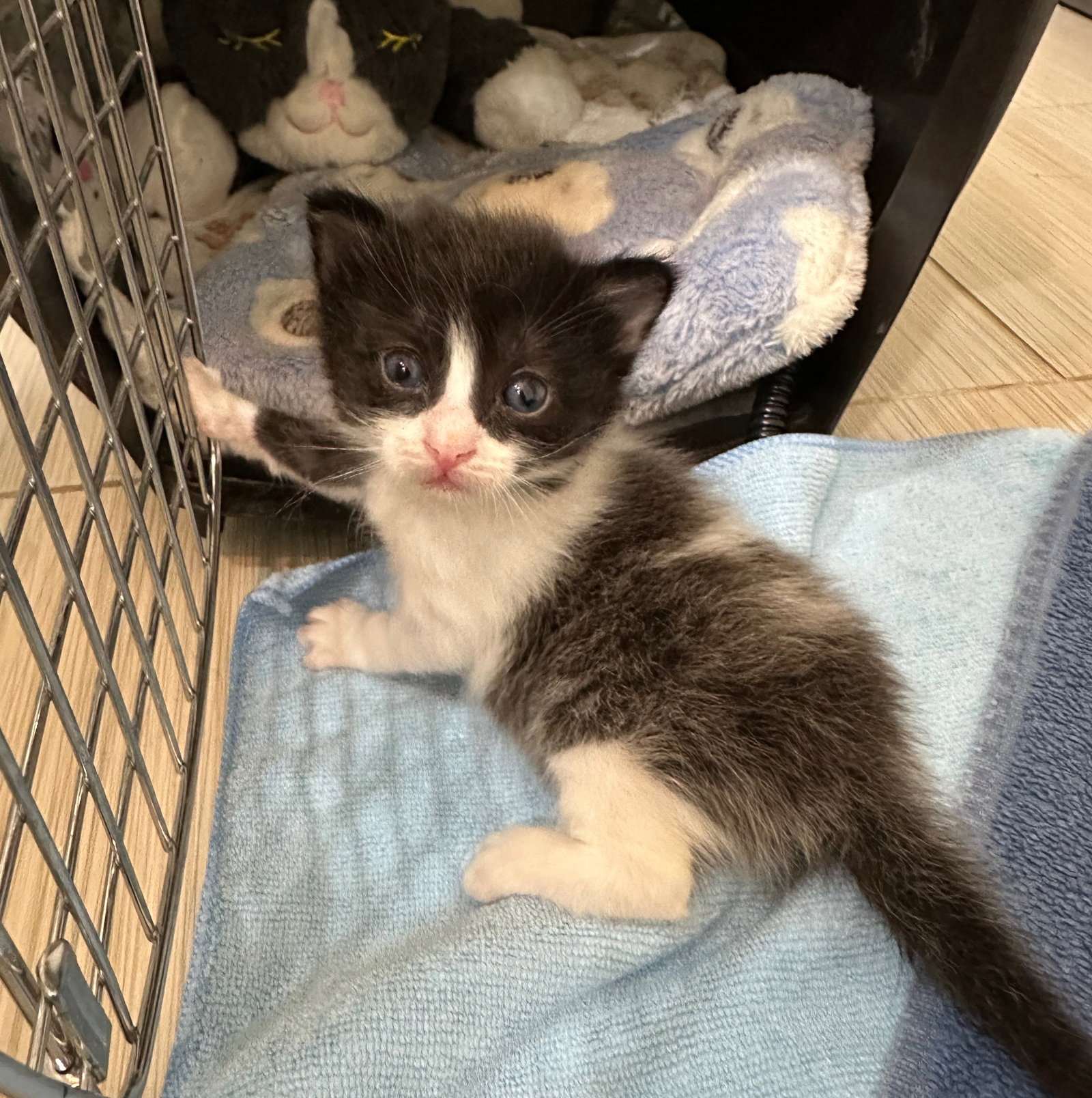 Char, Domestic Medium Hair