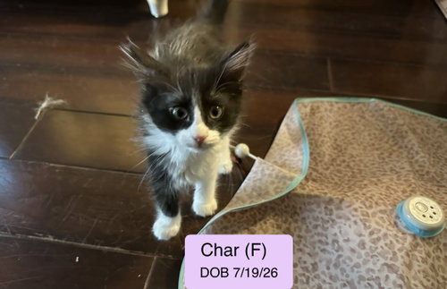 Char, Domestic Medium Hair / Mixed (medium coat)