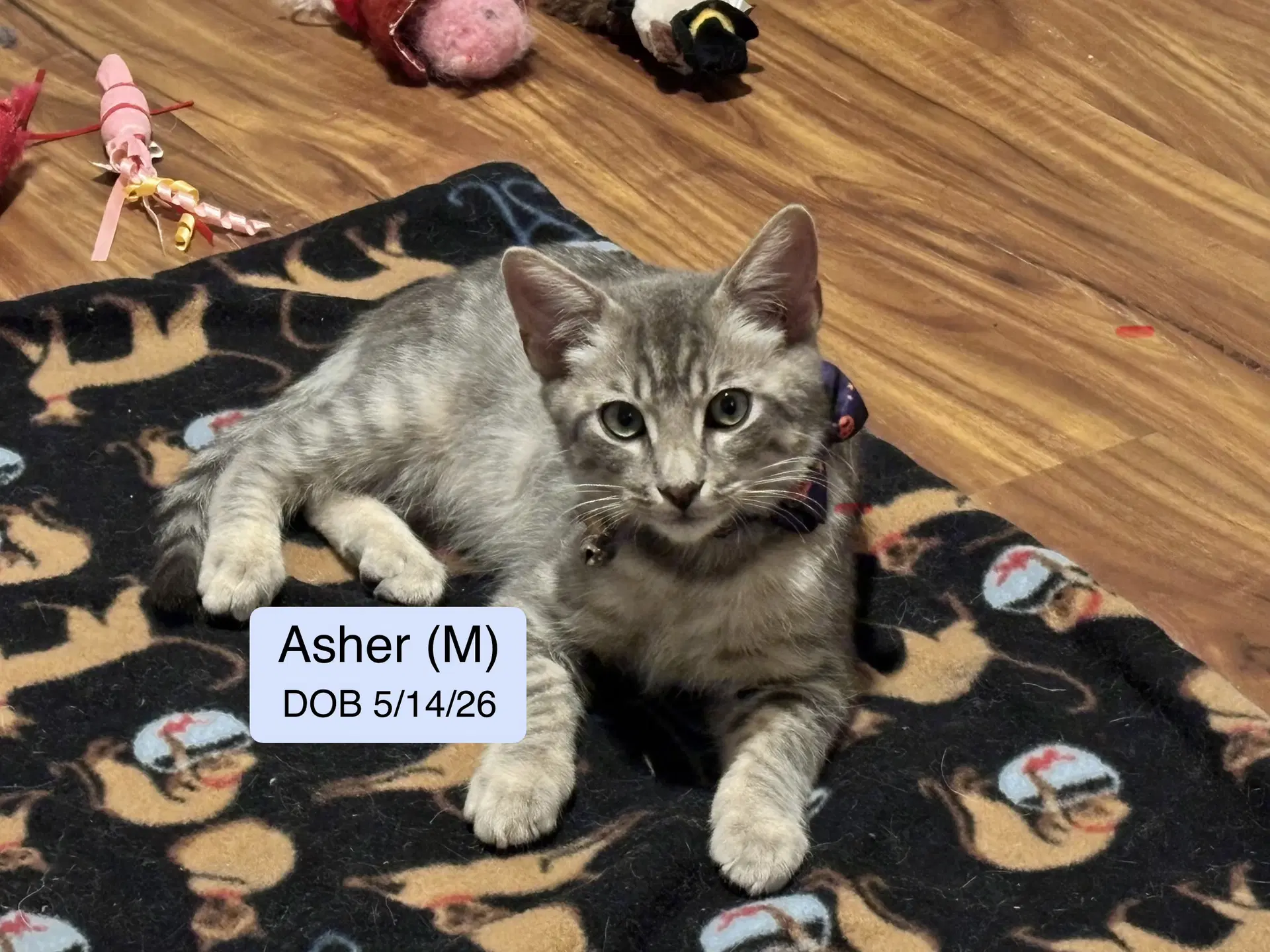 Asher - Domestic Short Hair