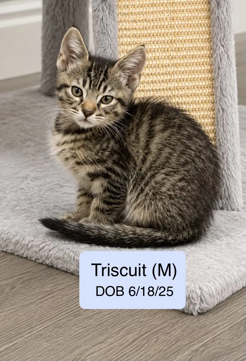 Triscuit - Domestic Short Hair