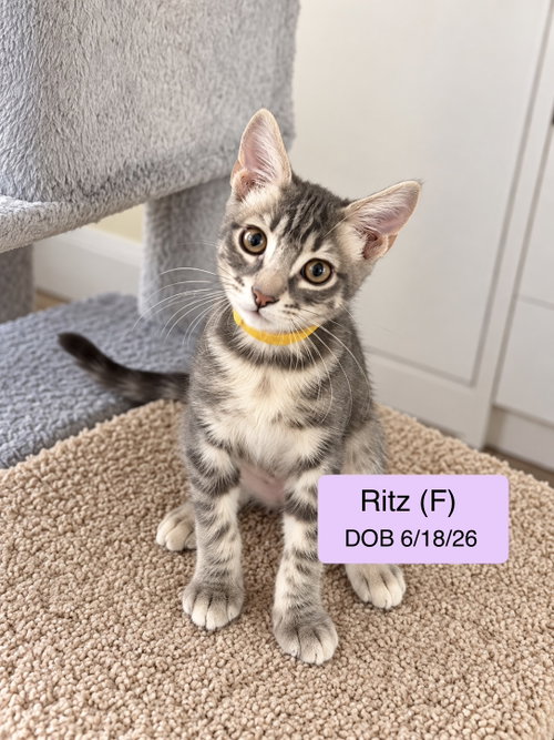 Ritz, a cat for adoption from Cat Tales Rescue