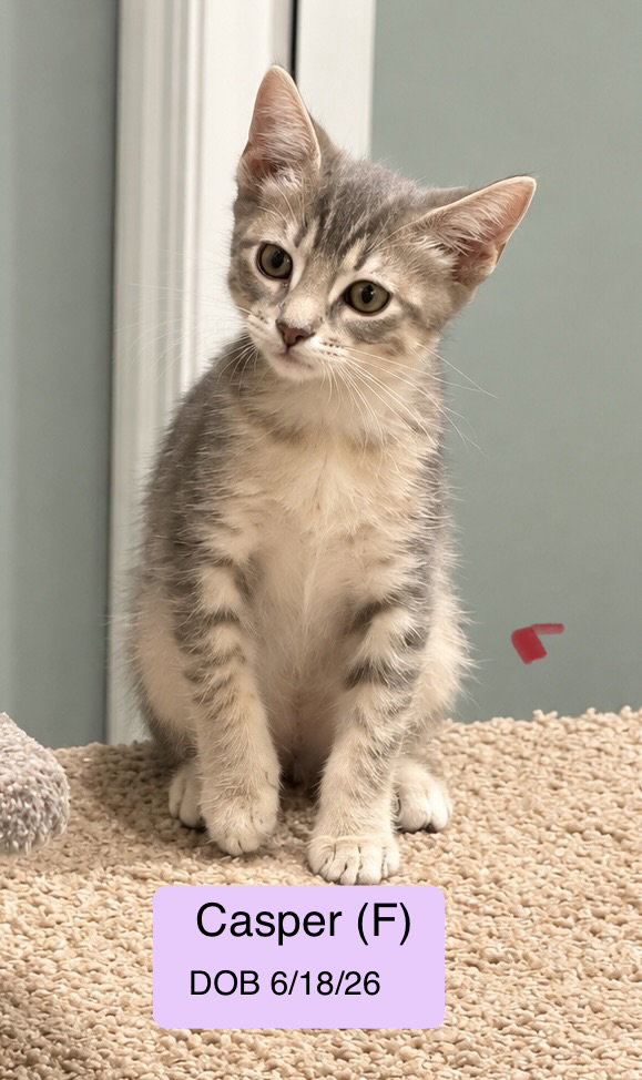 Casper, Domestic Short Hair