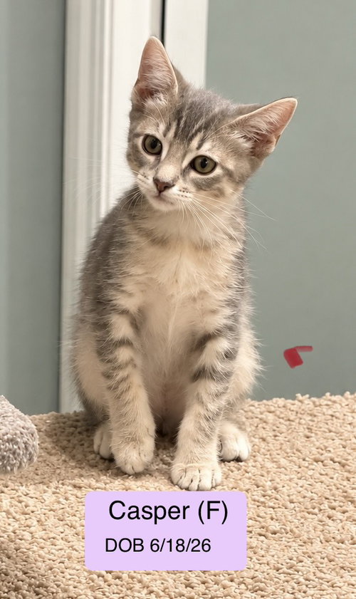 Casper, a cat for adoption from Cat Tales Rescue