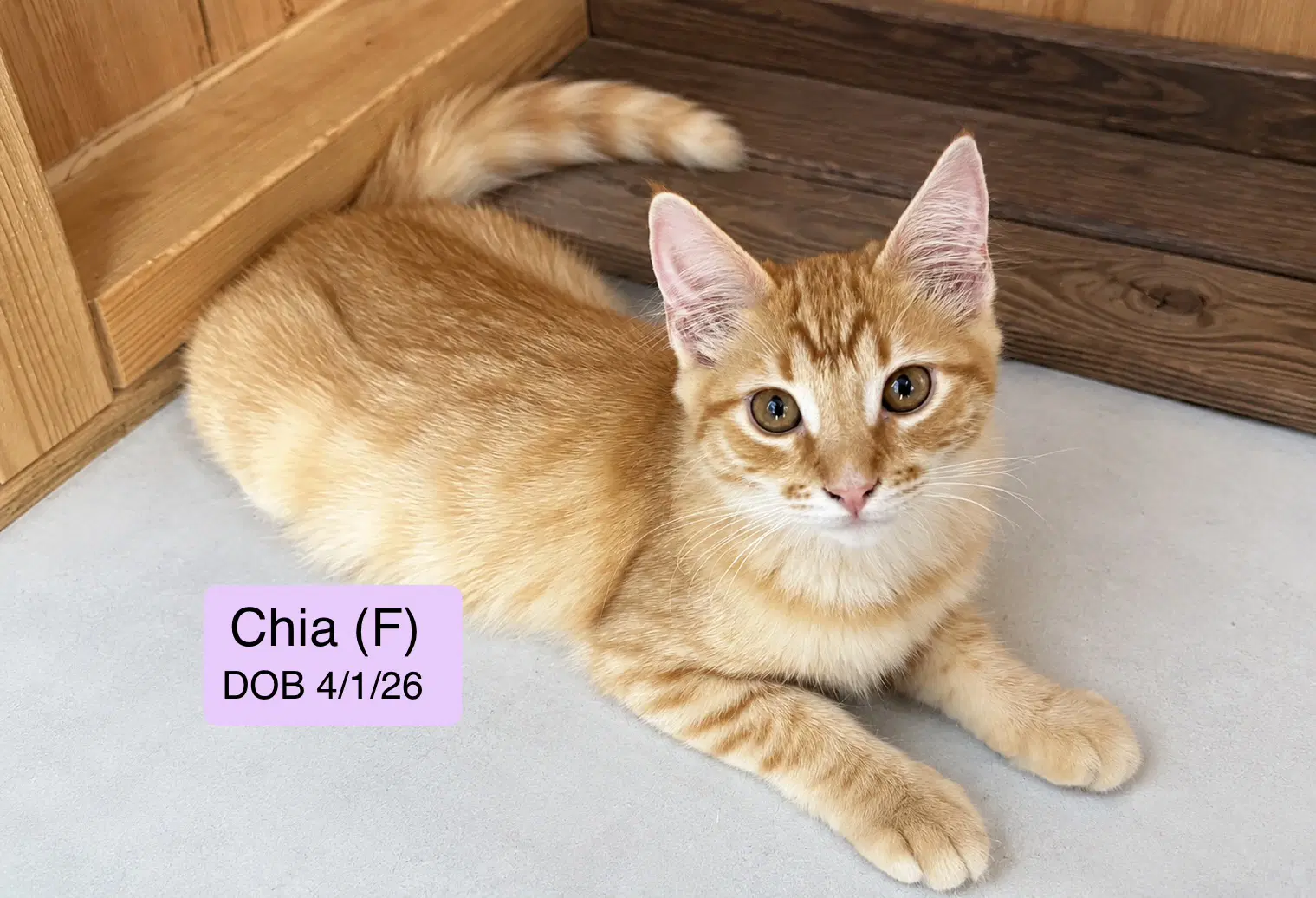 Chia image 1