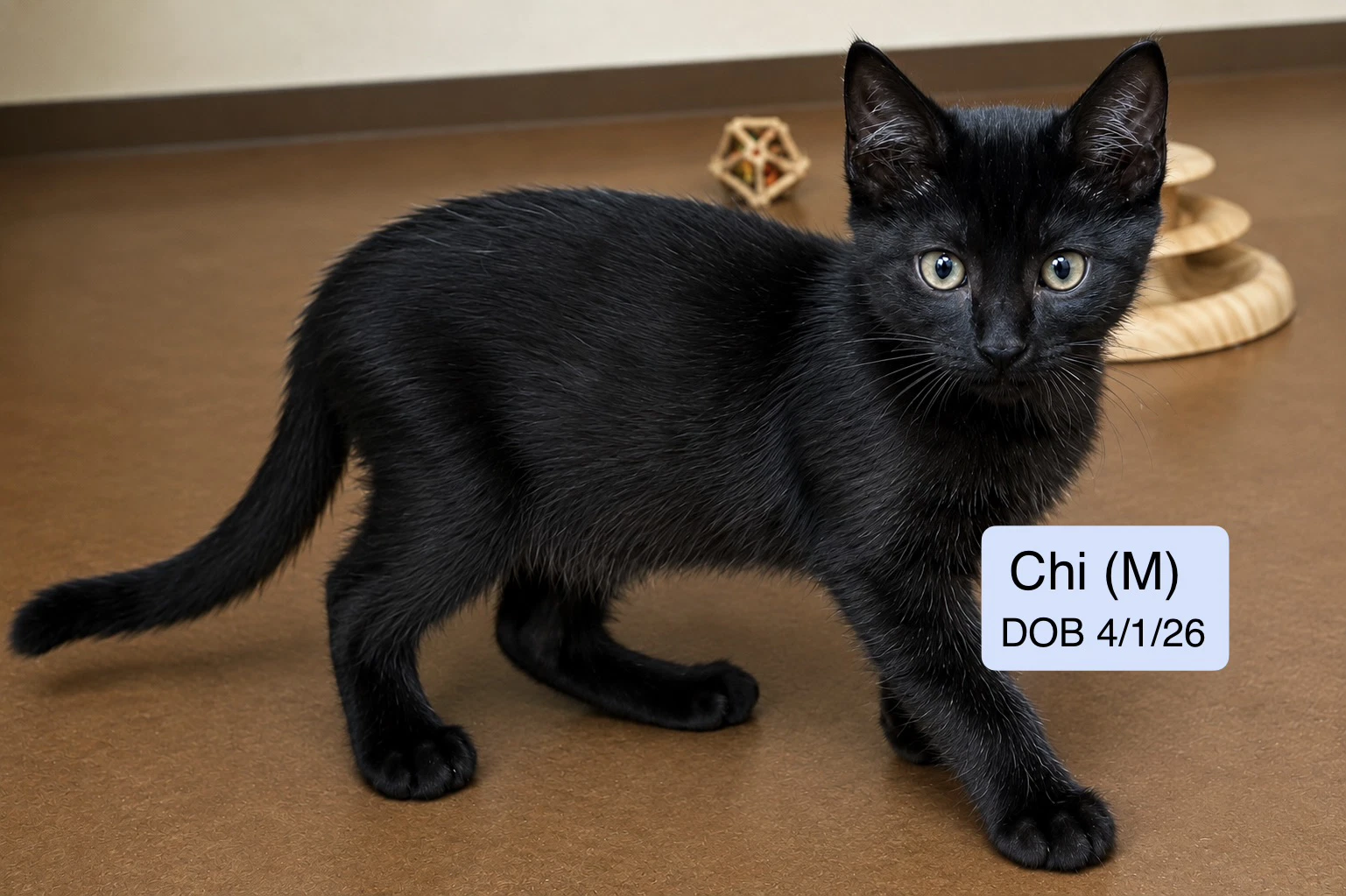 Chi