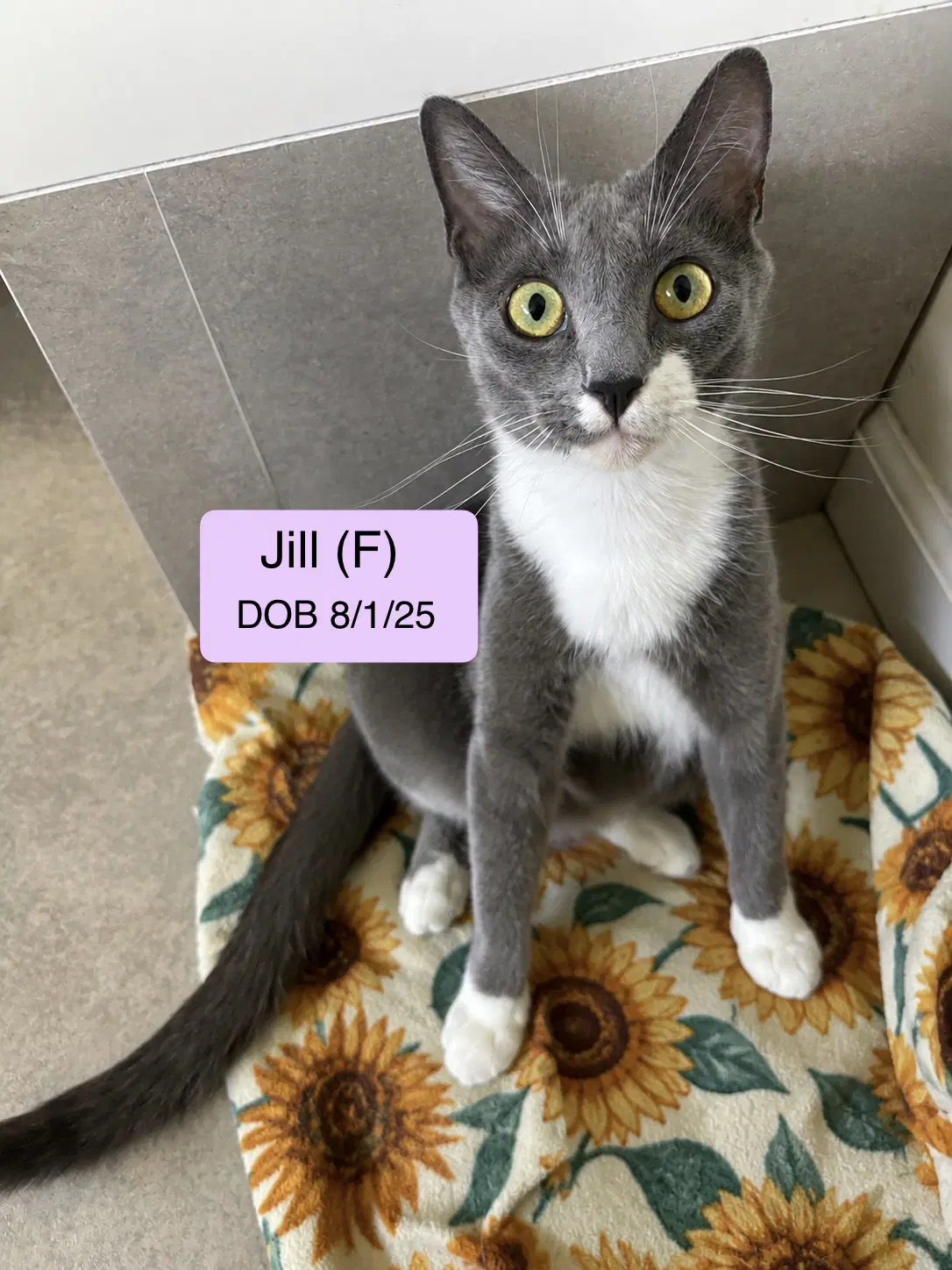 Jill - Domestic Short Hair