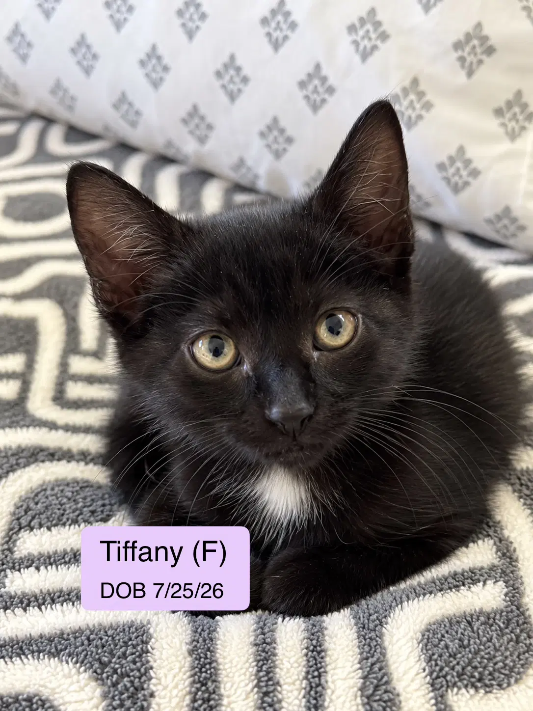 Tiffany - Domestic Short Hair