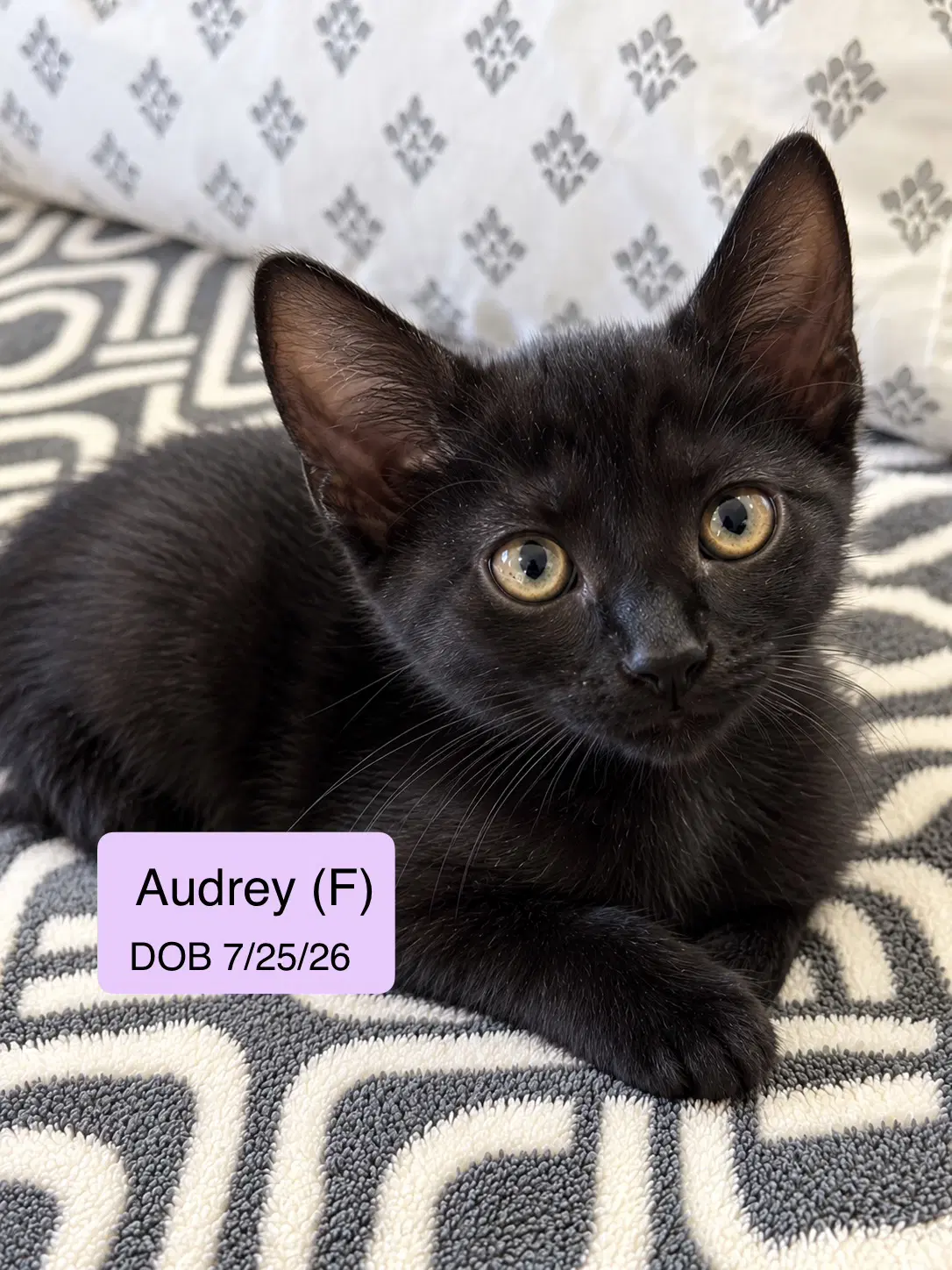 Audrey - Domestic Short Hair