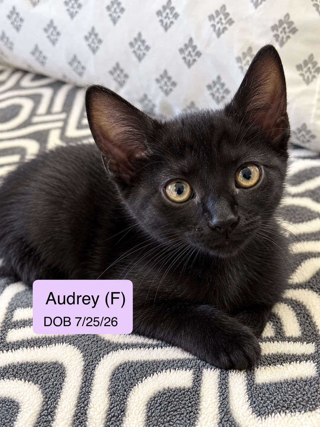 Audrey