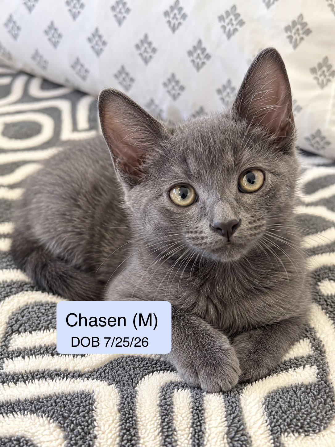 Chasen