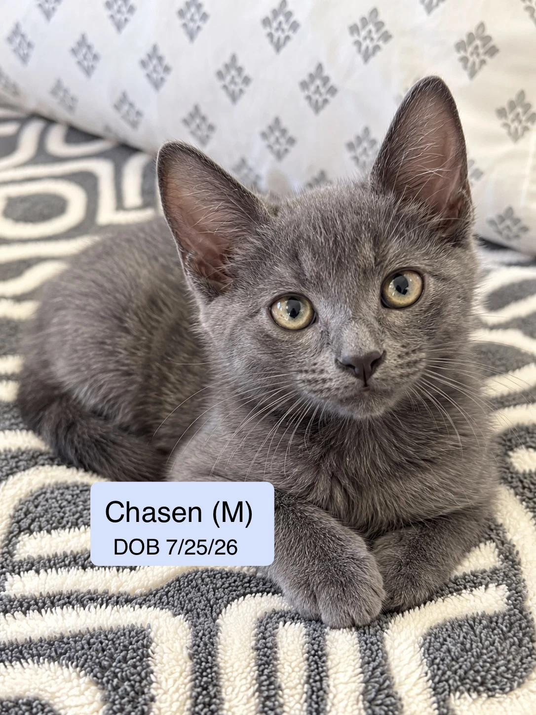 Chasen