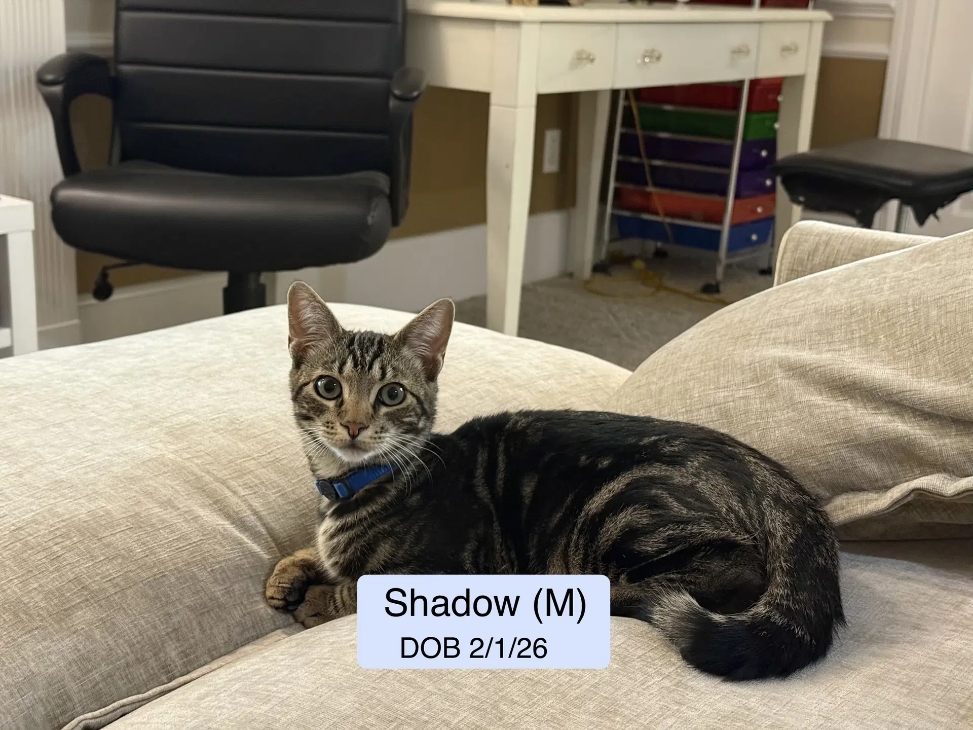 Shadow image 2