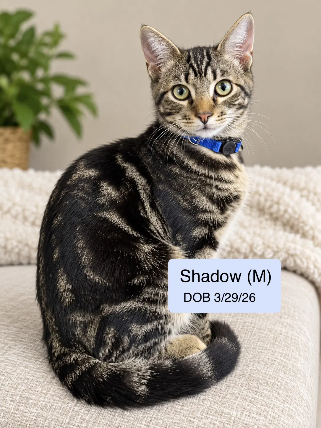 Shadow - Domestic Short Hair