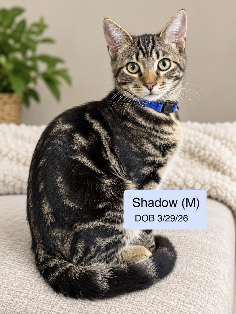 Shadow, a male cat up for adoption