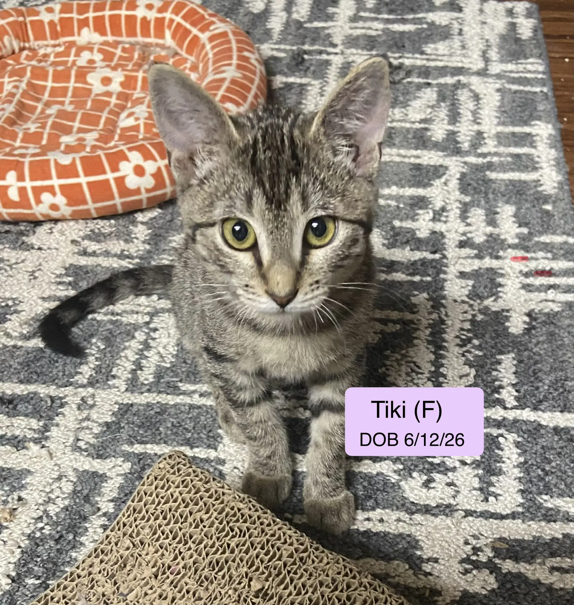 Tiki - Domestic Short Hair