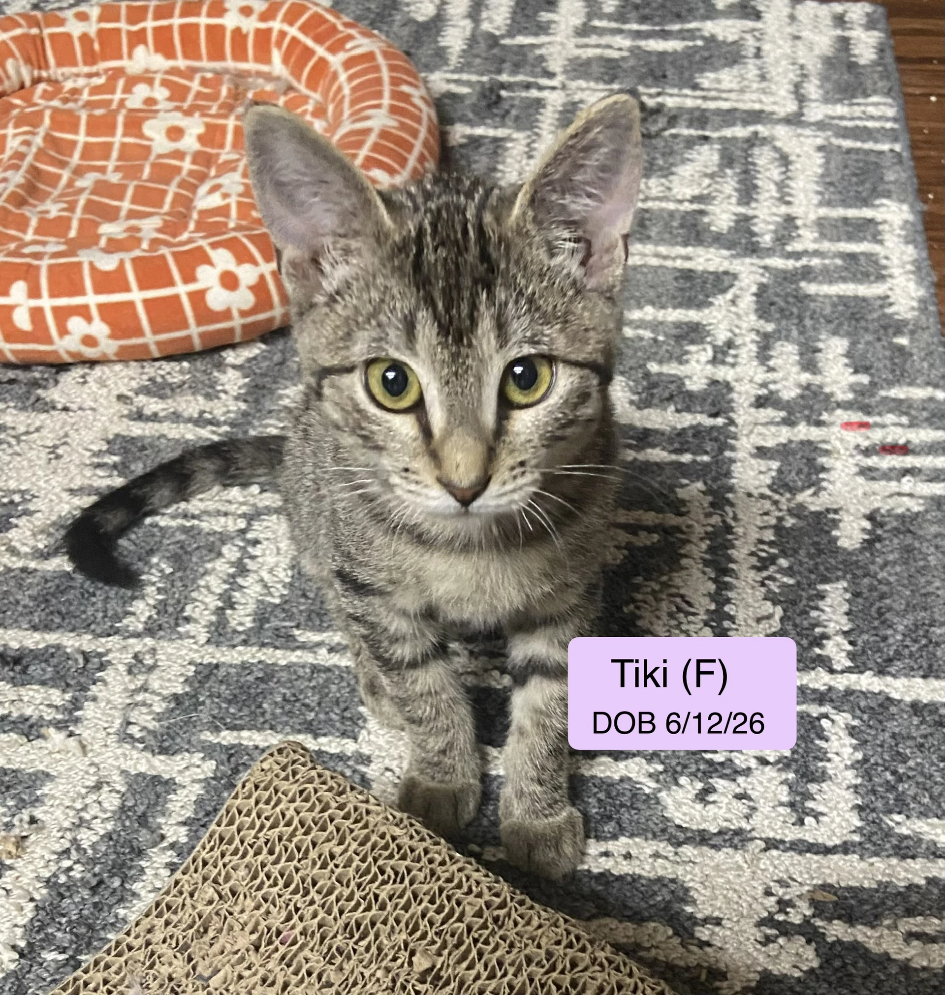 Tiki