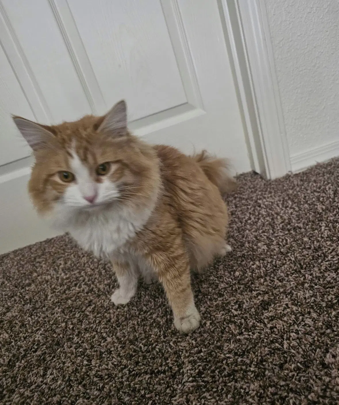 Archie image 2