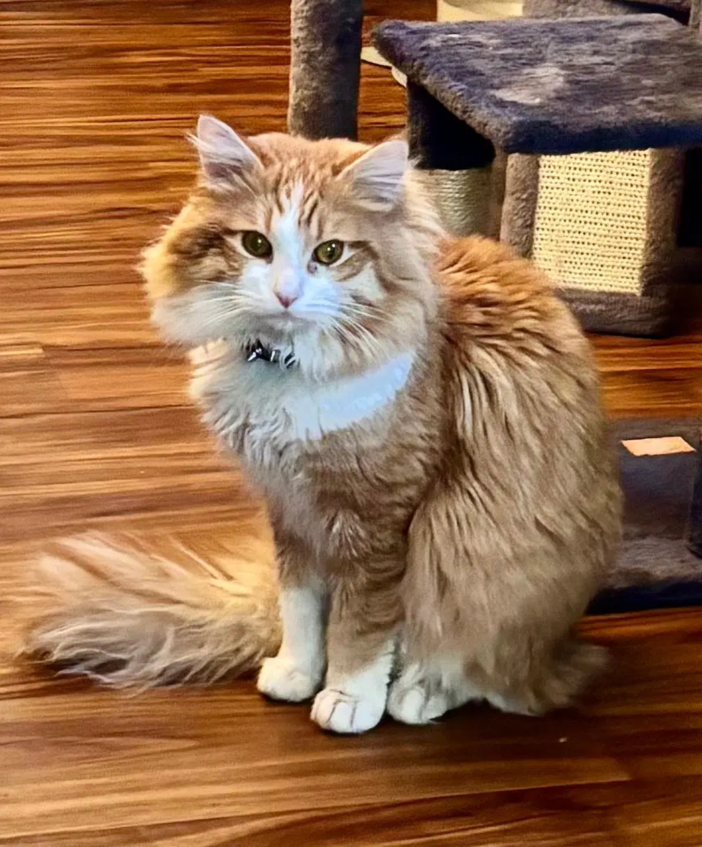 Archie - Domestic Long Hair
