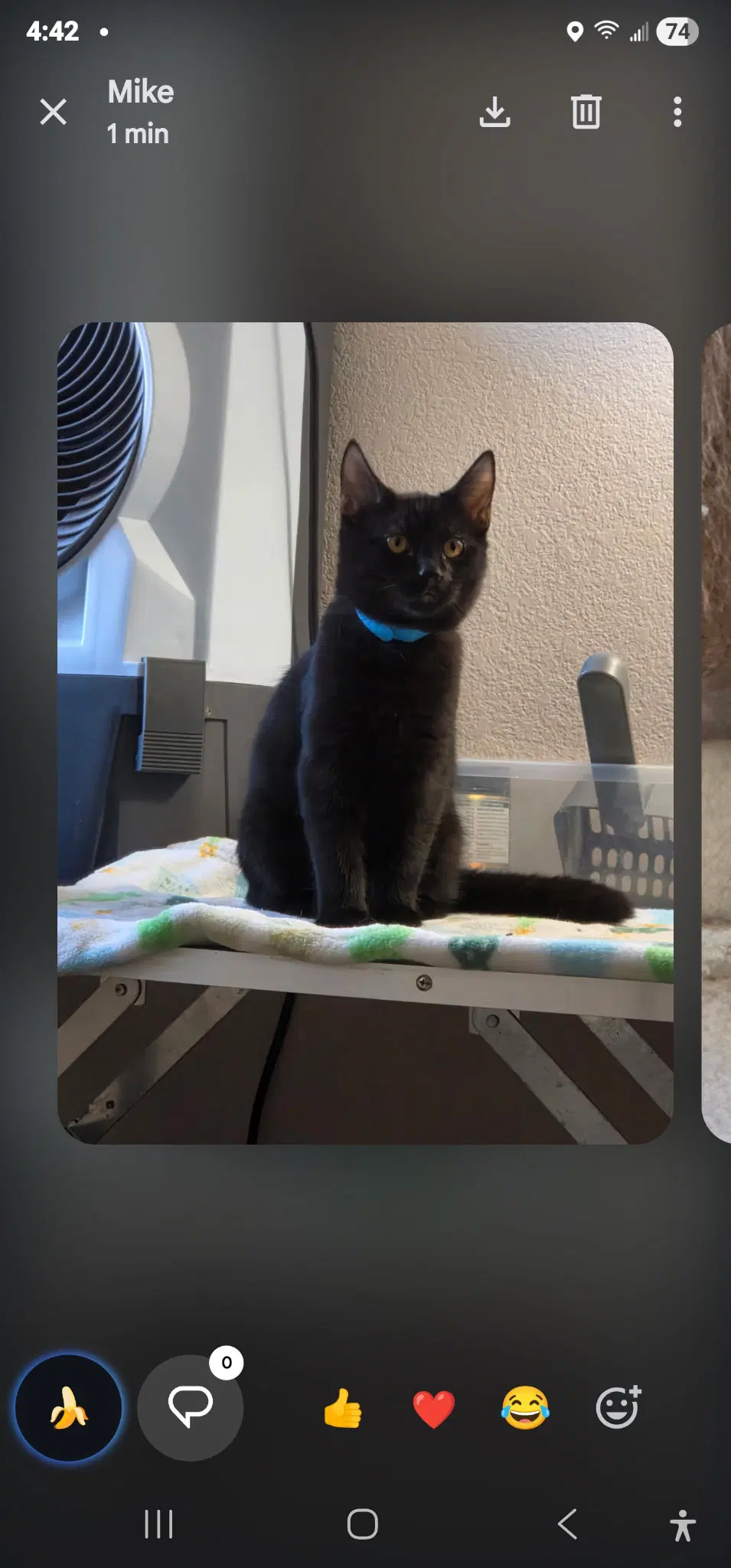 Bear - Domestic Short Hair