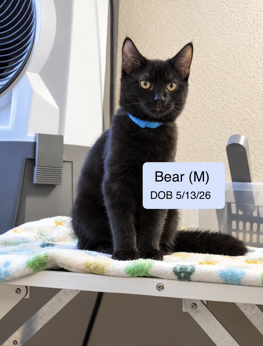 Bear