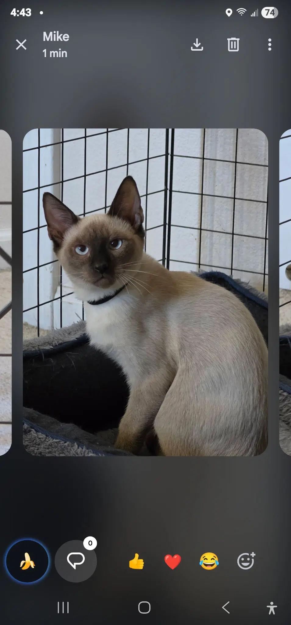 Simon - Siamese