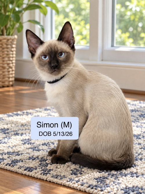 Simon, a cat for adoption from Cat Tales Rescue