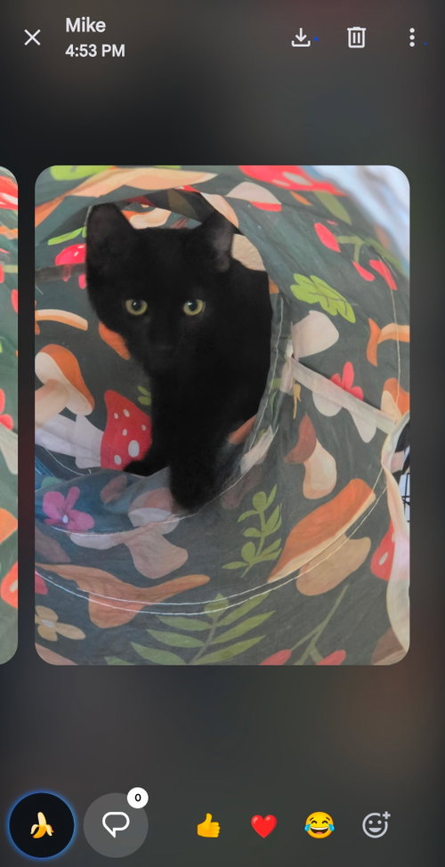 Luna, a cat for adoption from Cat Tales Rescue