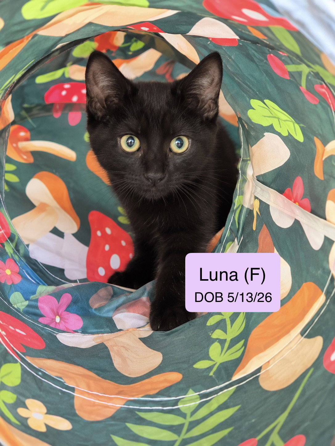 Luna
