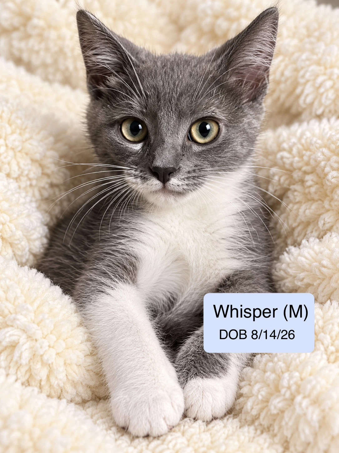 Whisper