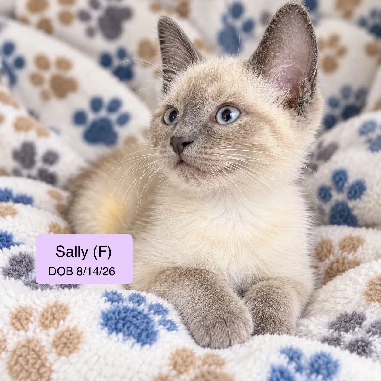 Sally - Siamese