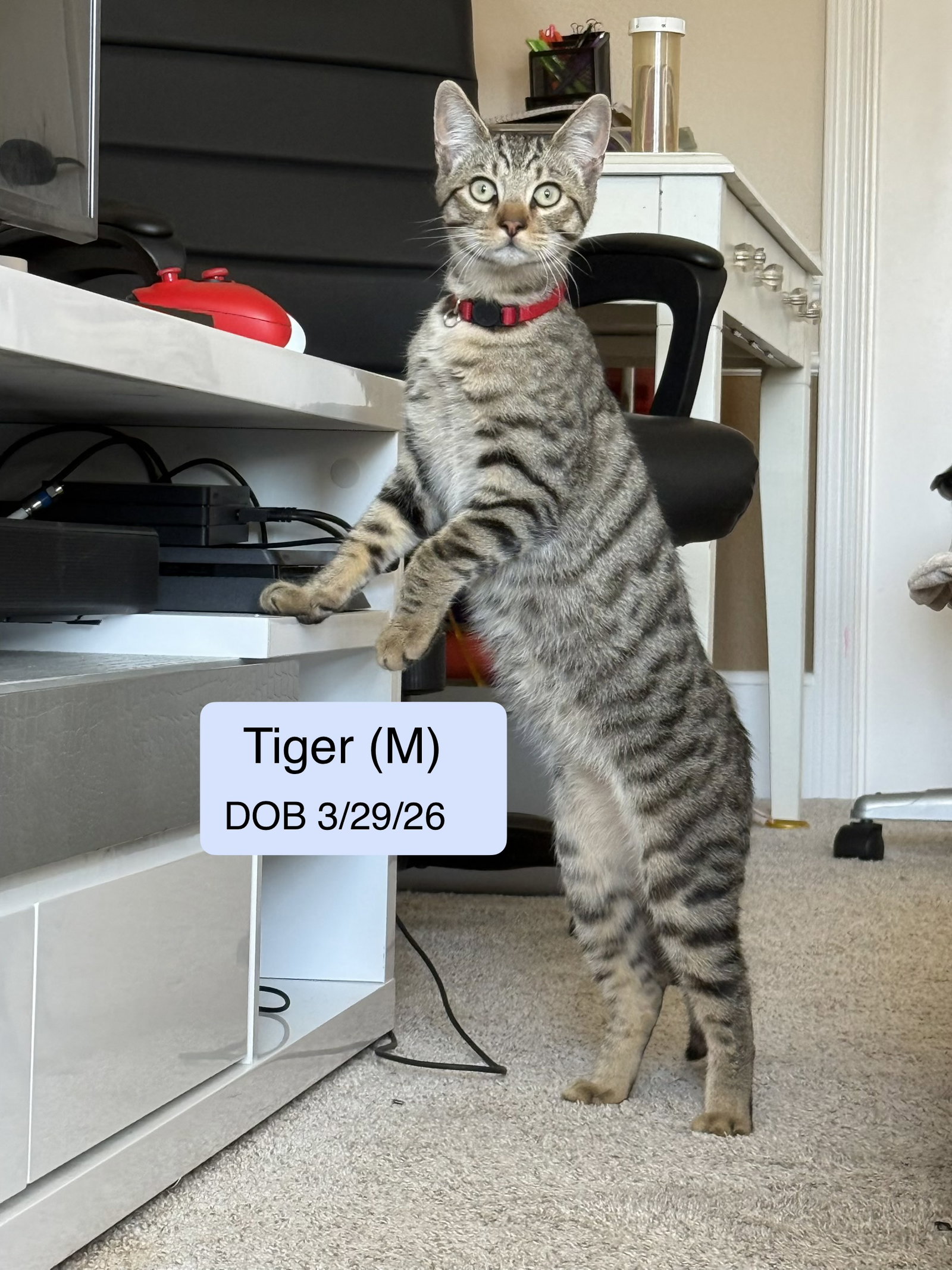 Tiger, Domestic Short Hair