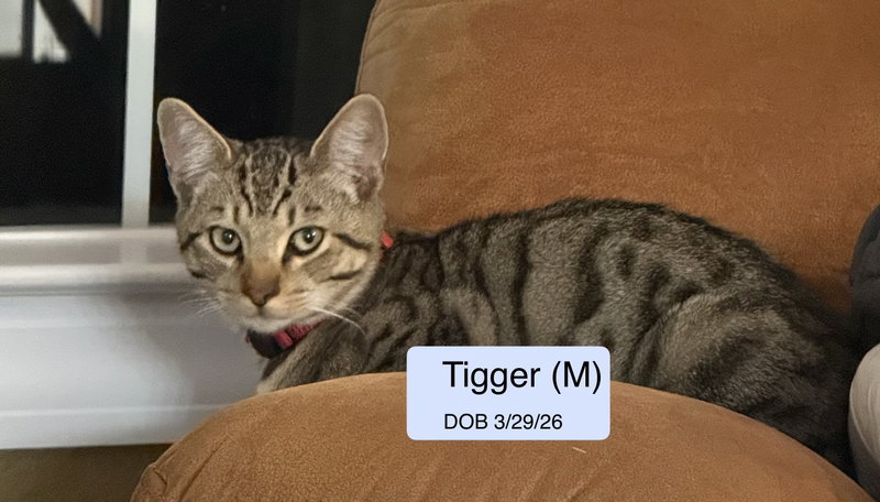 Tiger, photo 2