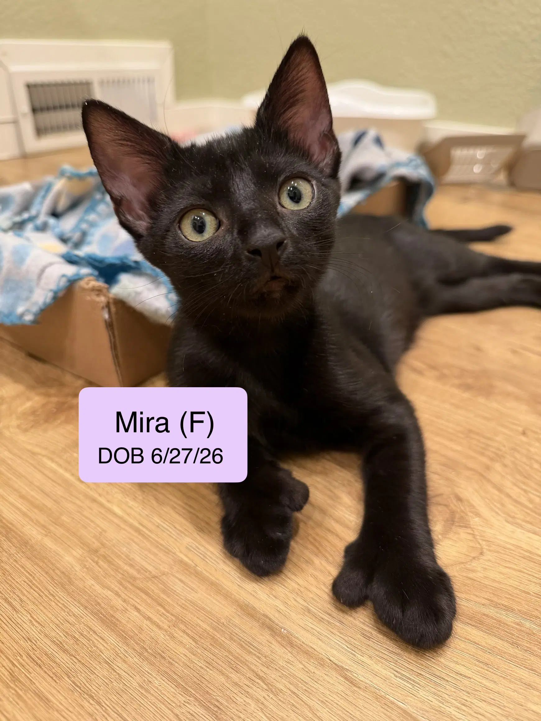 Mira - Extra-Toes Cat (Hemingway Polydactyl)