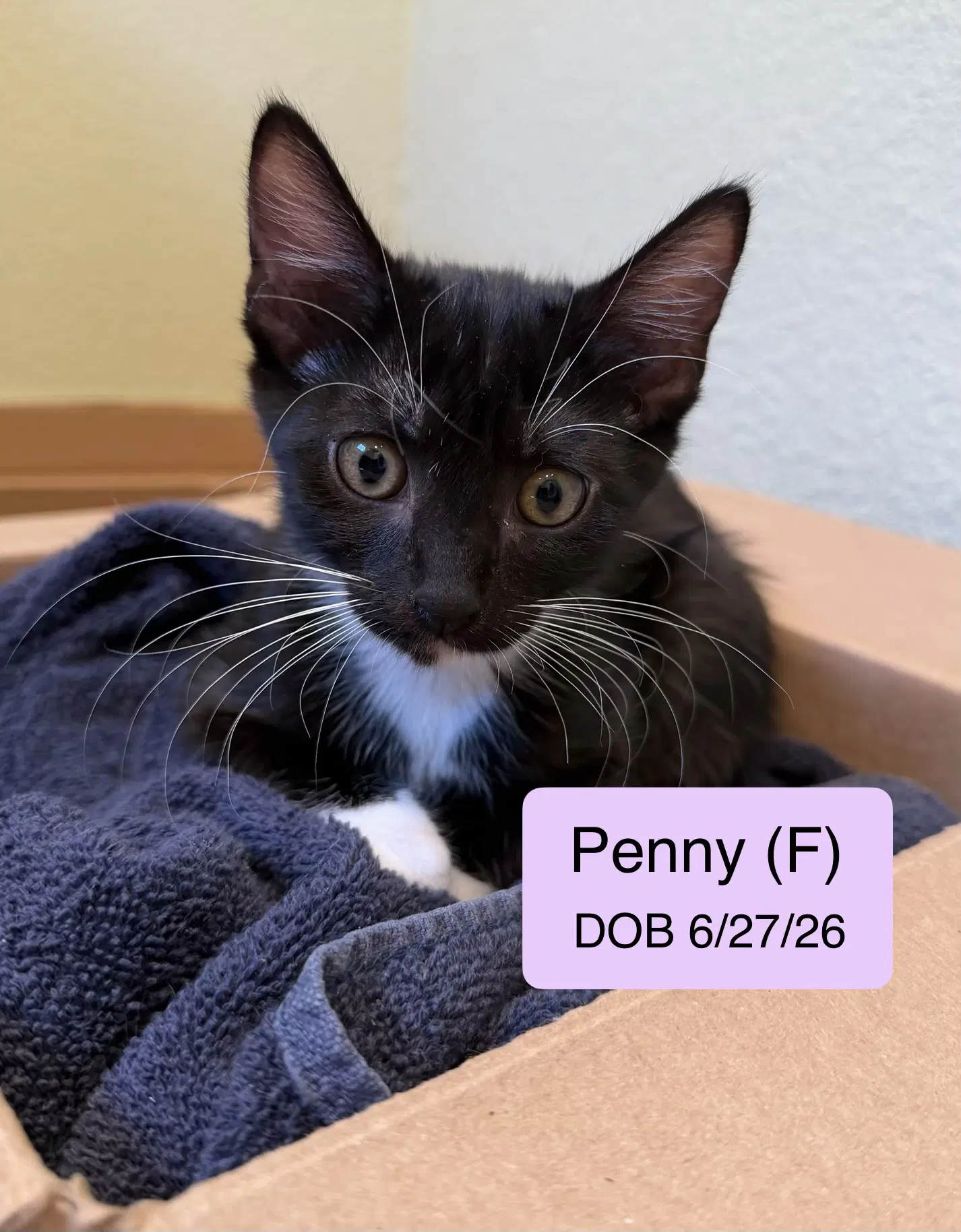 Penny - Domestic Short Hair