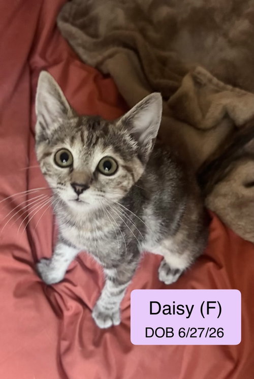 Daisy, Torbie / Domestic Short Hair / Mixed (short coat)