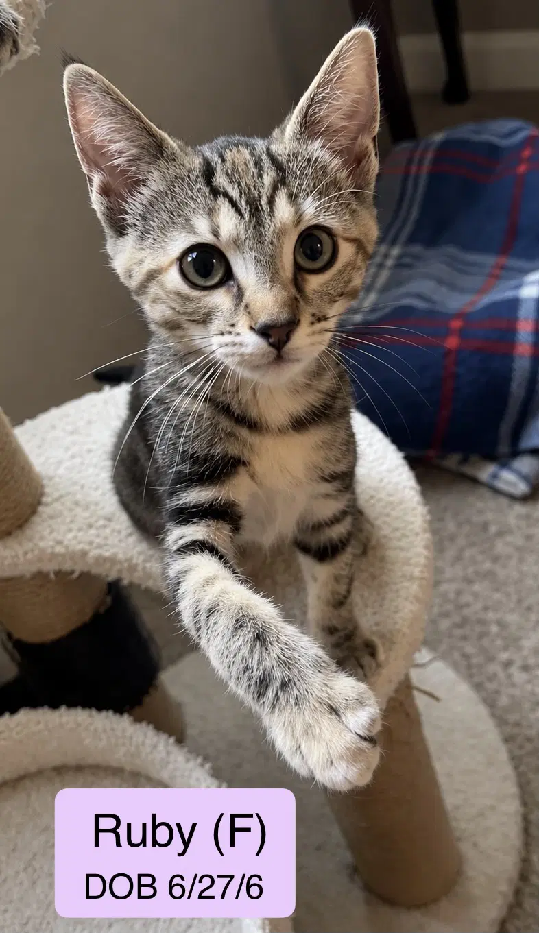 Ruby - Torbie