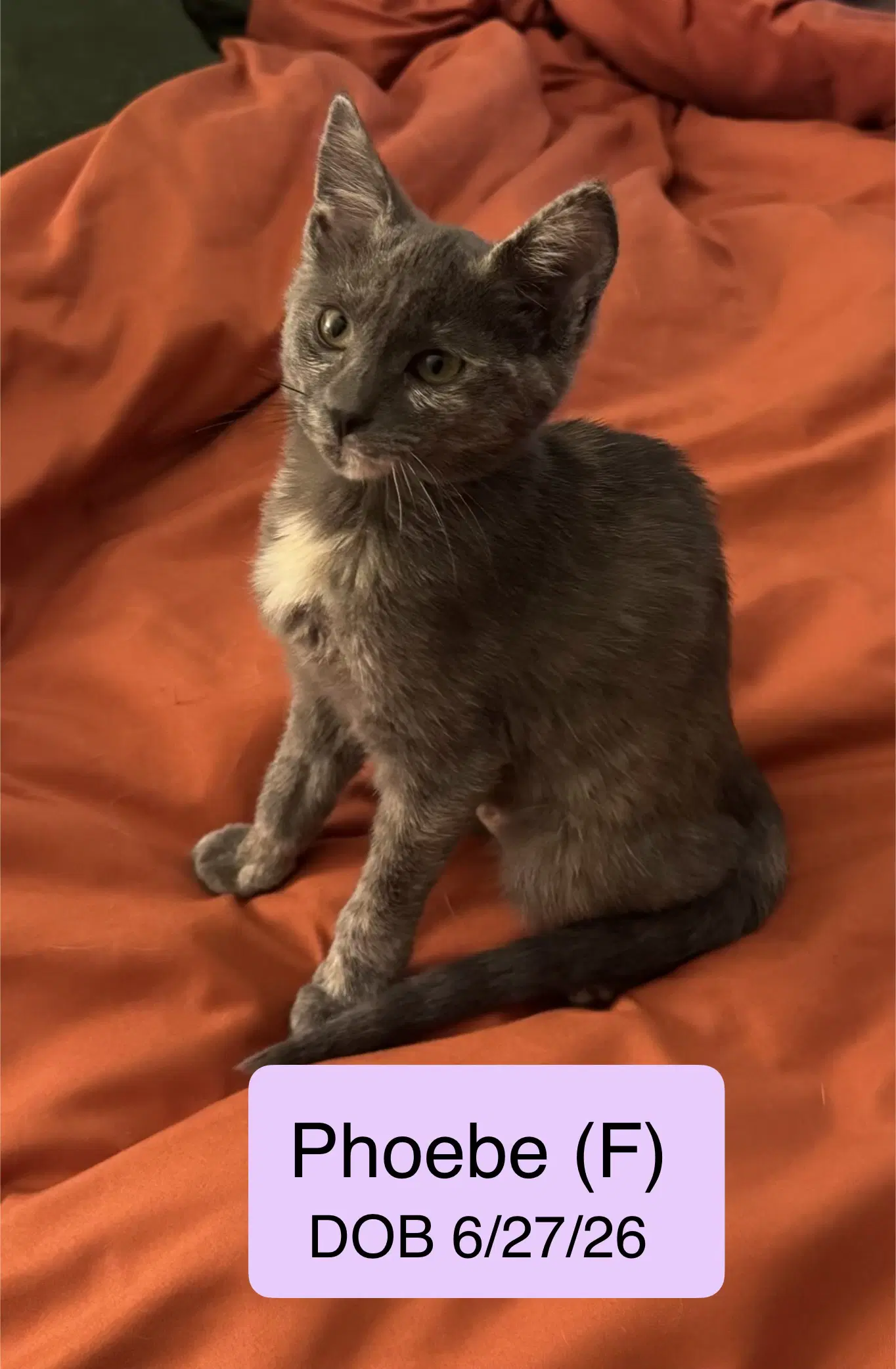 Phoebe - Tortoiseshell