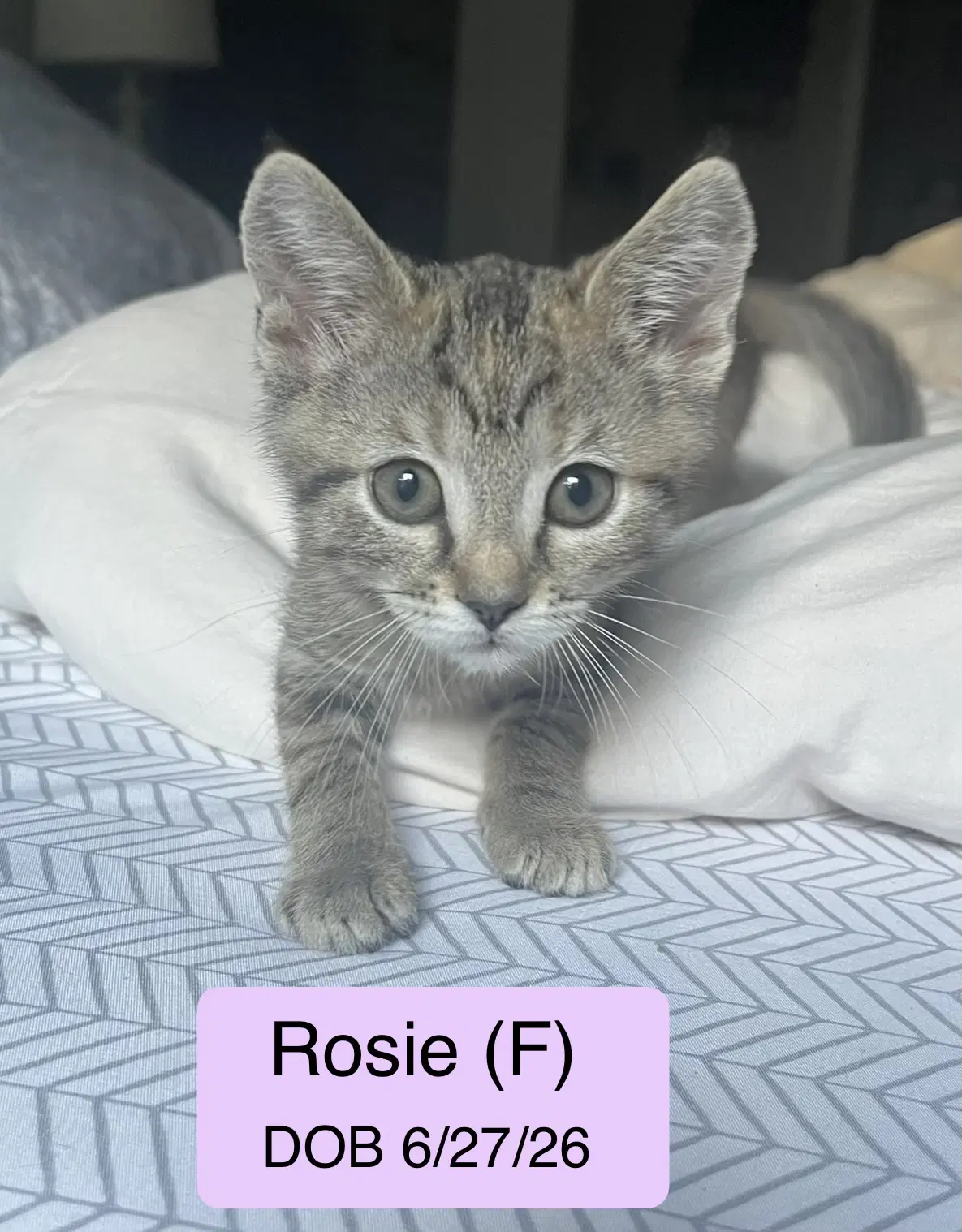 Rosie - Domestic Short Hair