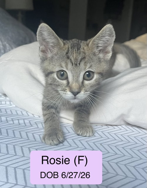 Rosie, Domestic Short Hair / Tabby / Mixed (short coat)