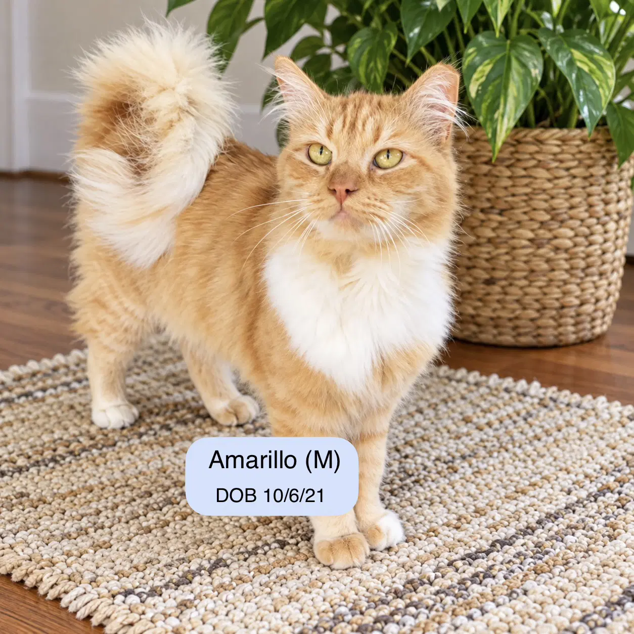 Amarillo - Domestic Medium Hair