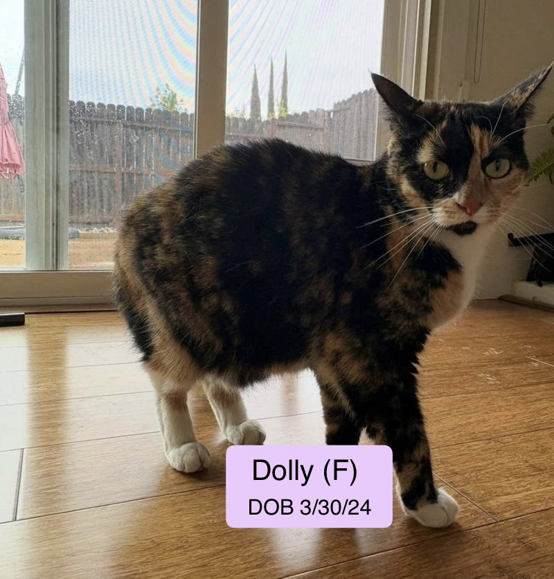 Dolly, an adult female Calico cat up for adoption