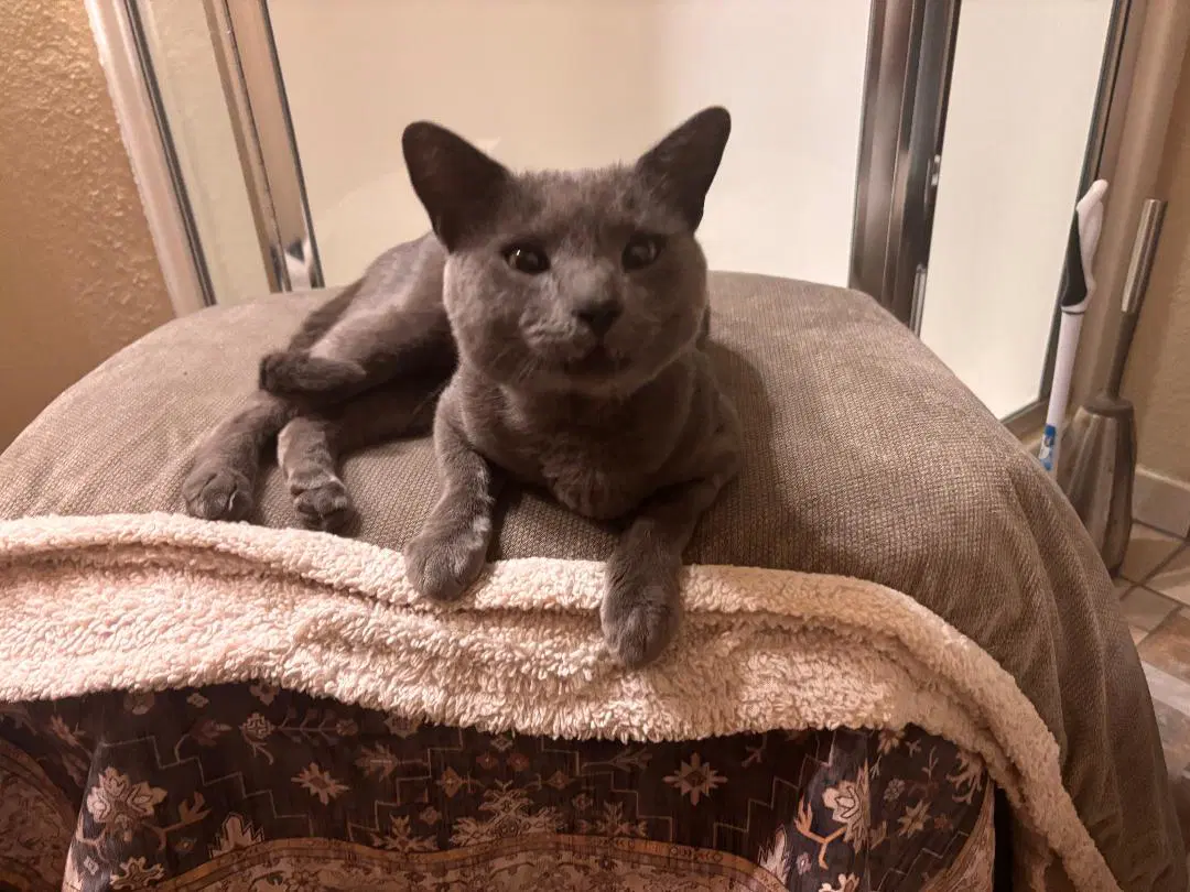 Smokey - Domestic Short Hair