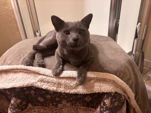 Smokey, Domestic Short Hair / Russian Blue / Mixed (short coat)