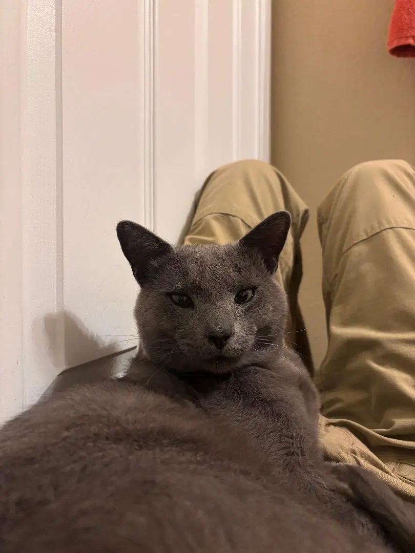 Smokey image 2