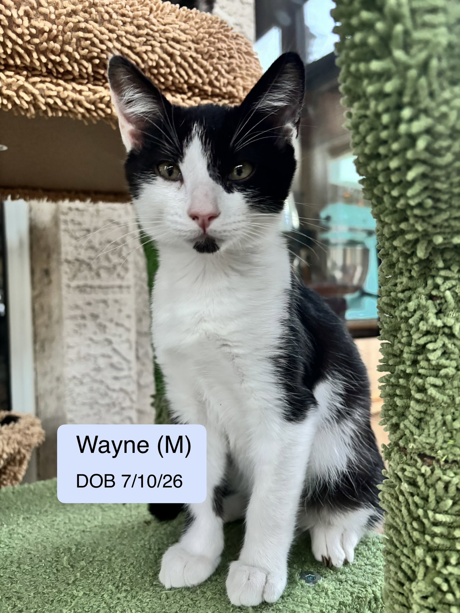 Wayne