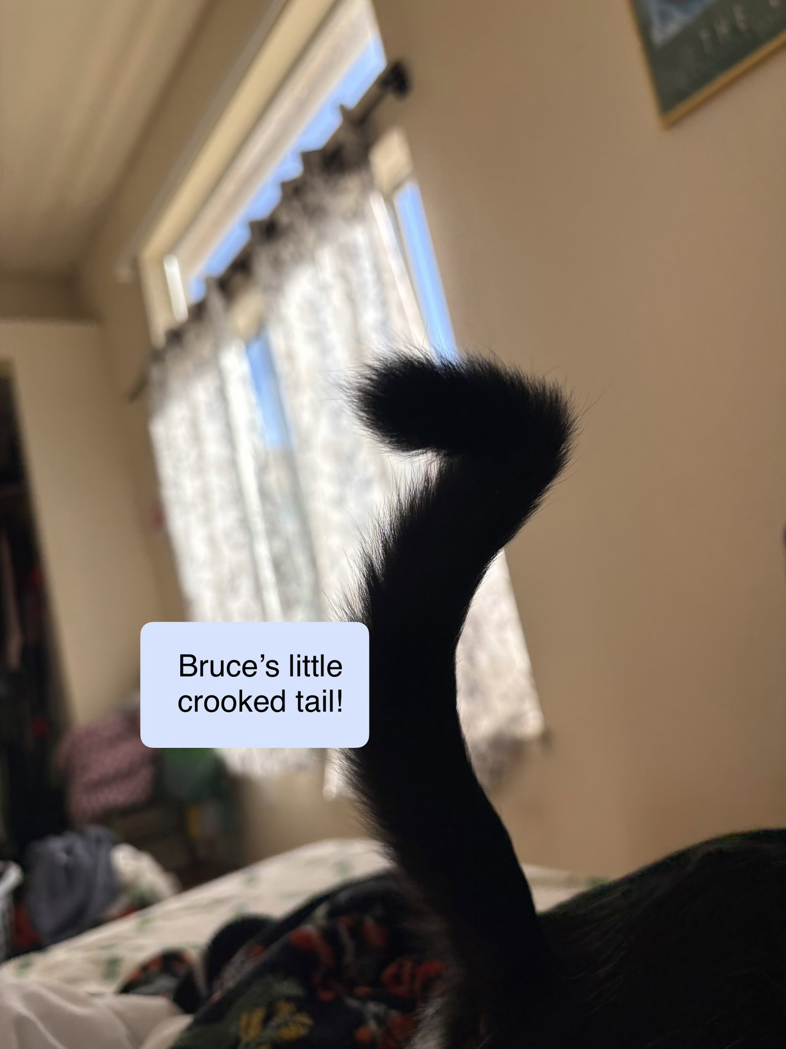 Bruce, photo 2